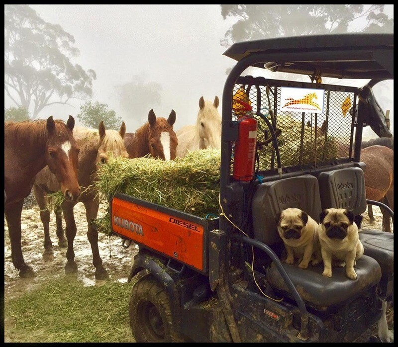 DONATION – SMALL LUCERNE BALE