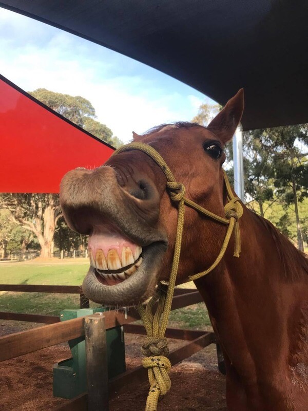 DONATION – TEETH