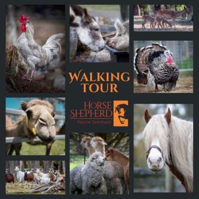 WALKING TOURS