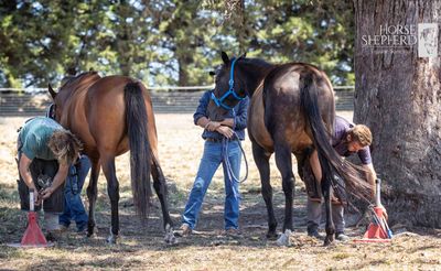 DONATION – FARRIER