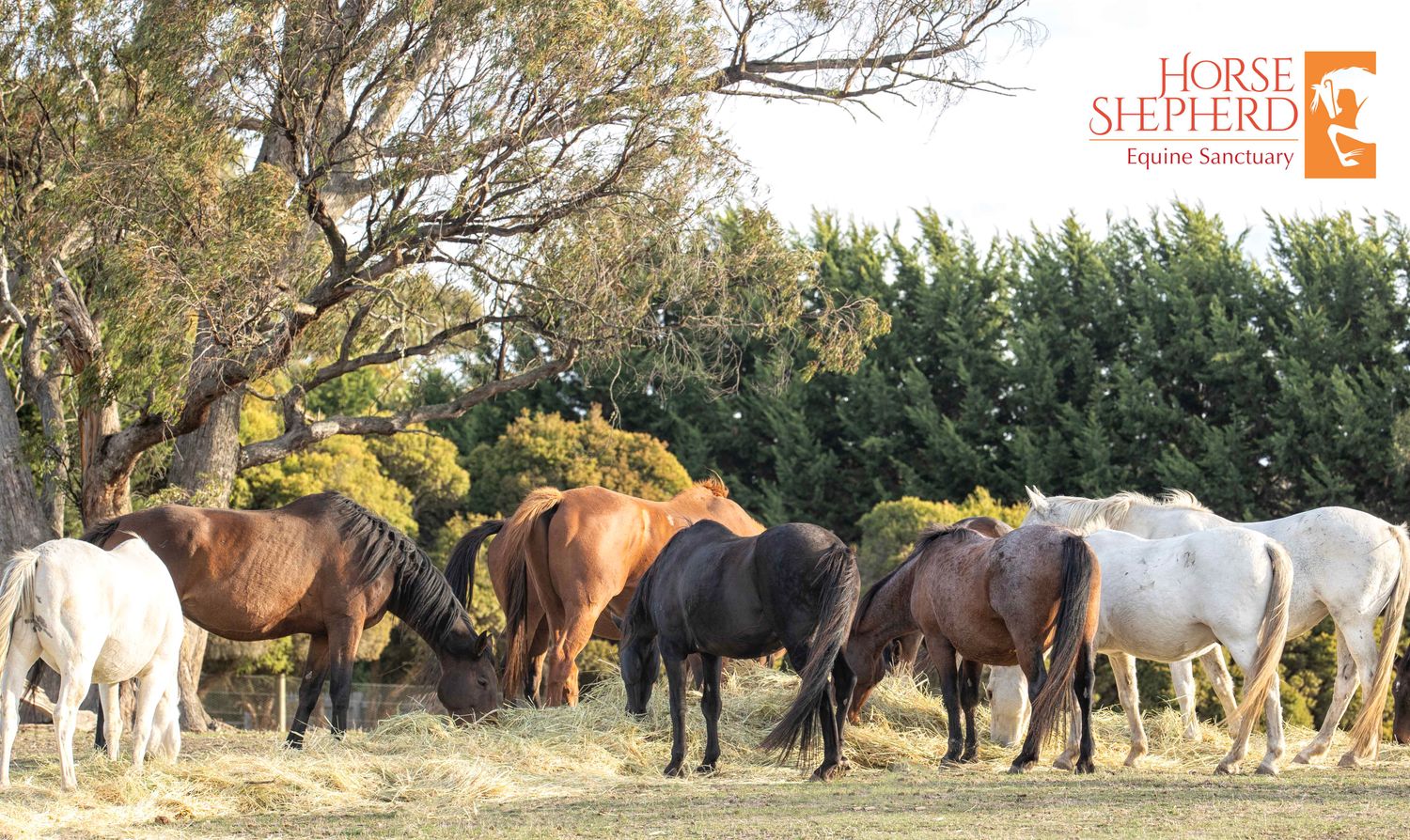DONATION – LARGE OATEN BALE