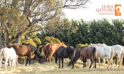 DONATION – LARGE OATEN BALE