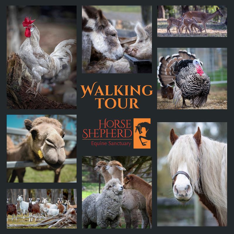 Walking Tour Child Walking Tour Child