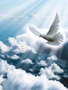 Libro firma modello colomba