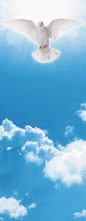 Roll-Up Colomba Spirito Santo Roll-Up Colomba Spirito Santo