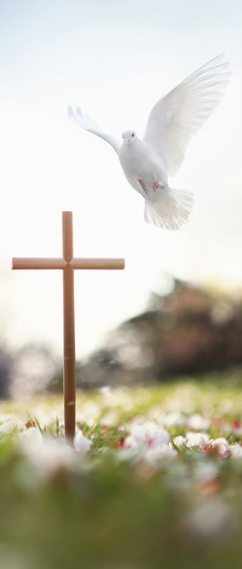 Roll-Up croce e colomba Roll-Up croce e colomba