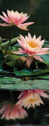 Roll-Up fiore di loto Roll-Up fiore di loto