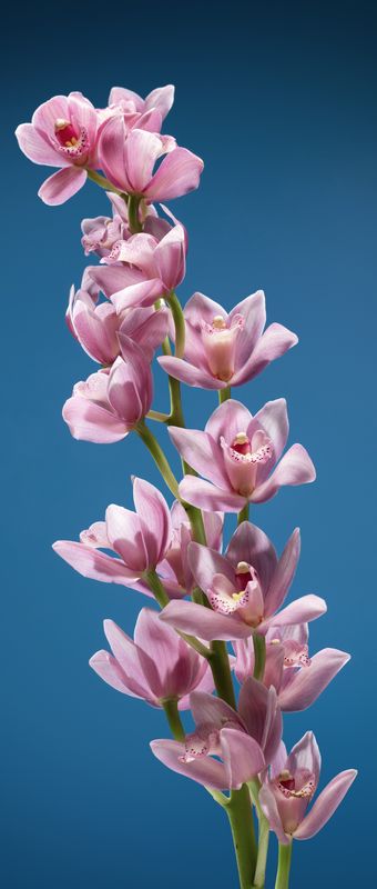 Roll-Up fiore rosa verso sinistra Roll-Up fiore rosa verso sinistra