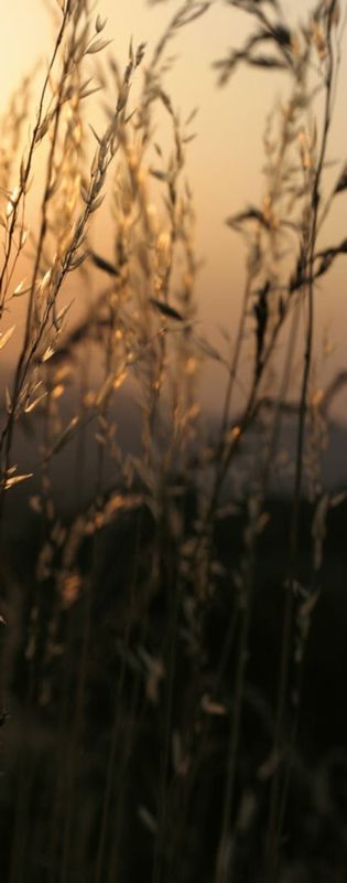 Roll-Up panorama campestre destra Roll-Up panorama campestre destra