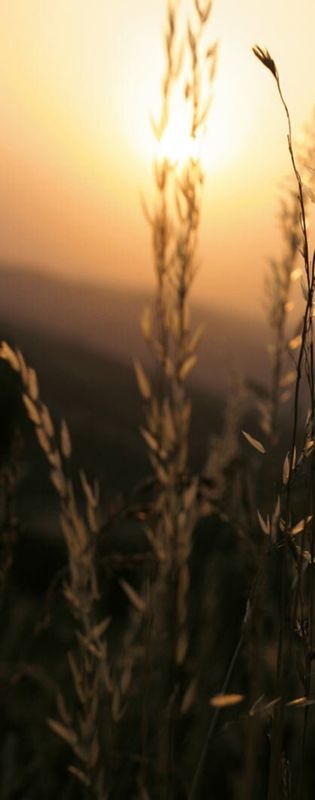 Roll-Up panorama campestre sinistra Roll-Up panorama campestre sinistra