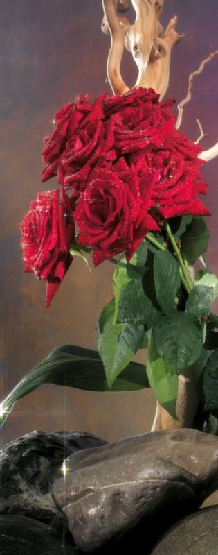 Roll-Up rose rosse Roll-Up rose rosse