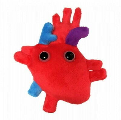 Heart (Heart Organ) (medium size)