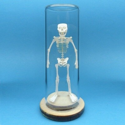 Tiny Human Skeleton Deluxe Mini 3D Kit