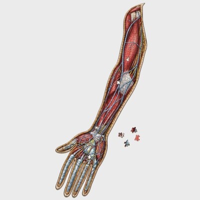 Dr. Livingston's Anatomy Jigsaw Puzzle: The Human Right Arm