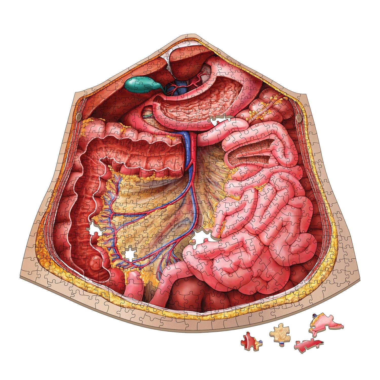 Dr. Livingston's Anatomy Jigsaw Puzzle: The Human Abdomen