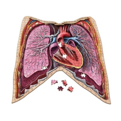 Dr. Livingston's Anatomy Jigsaw Puzzle: The Human Thorax
