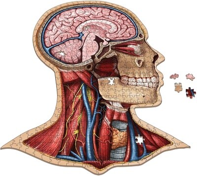 Dr. Livingston's Anatomy Jigsaw Puzzle: The Human Head
