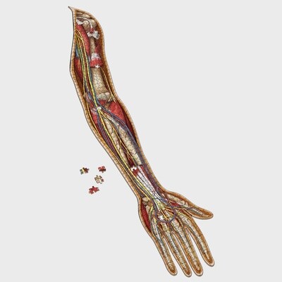 Dr. Livingston's Anatomy Jigsaw Puzzle: The Human Left Arm