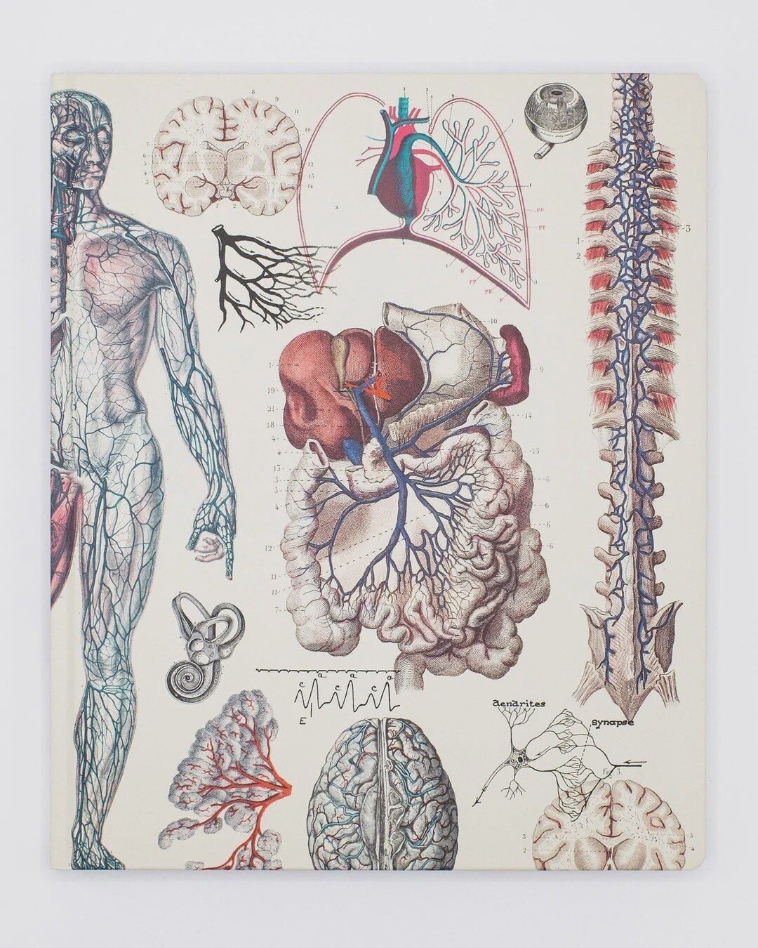 Anatomy Vascular Lab Notebook