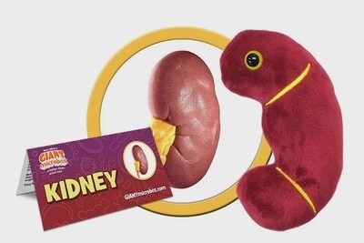Kidney Plush