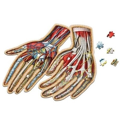 Human Hands Anatomy Jigsaw Puzzle | Dr. Livingston S Unique Shaped Science Puzzles