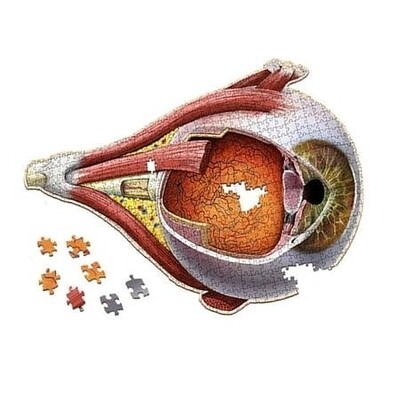 Human Eye Anatomy Jigsaw Puzzle | Dr. Livingston S Unique Shaped Science Puzzles