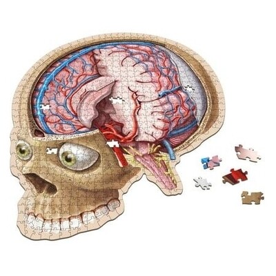 Human Brain Anatomy Jigsaw Puzzle | Dr. Livingston S Unique Shaped Science Puzzles
