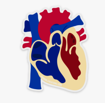 Anatomical Heart Sticker- Red and Blue