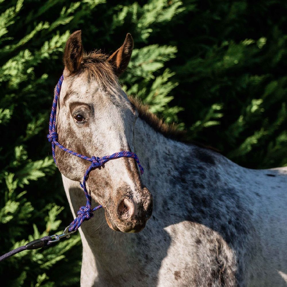 Rope Halter