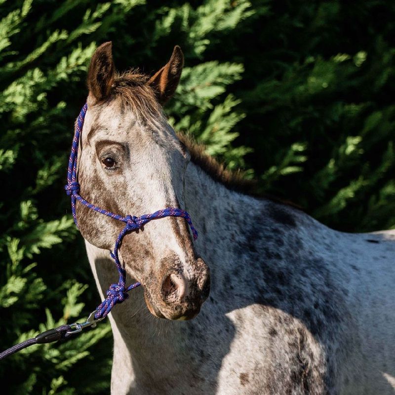 Rope Halter Rope Halter