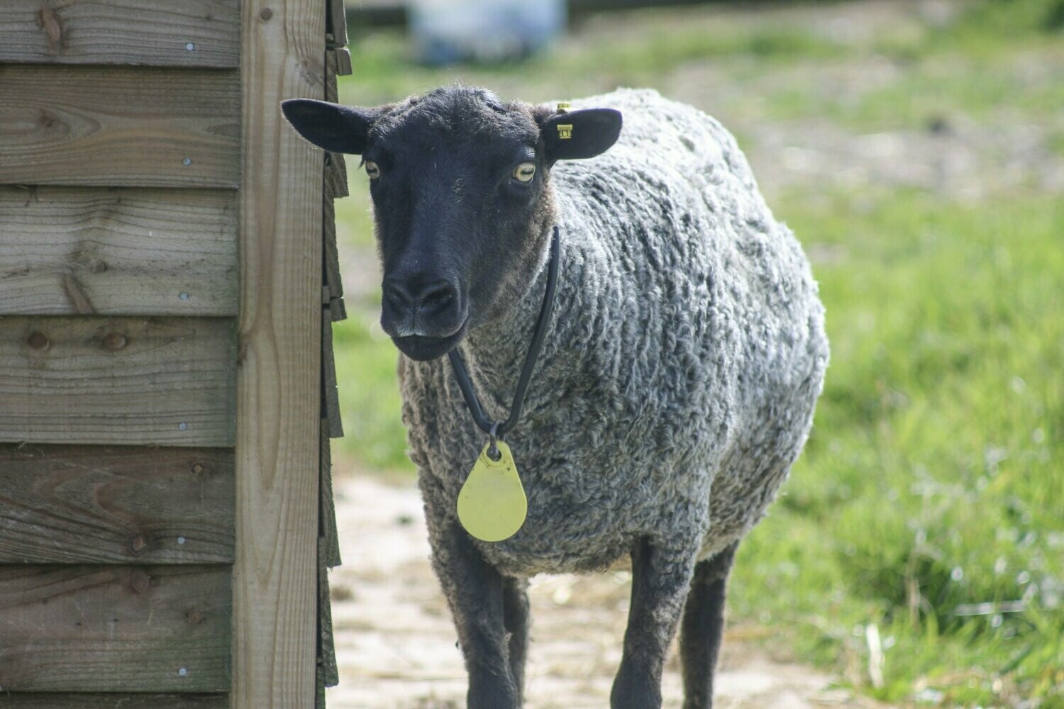 Pair of Felted Living Seat Pads - Gustha 2025 SOLD