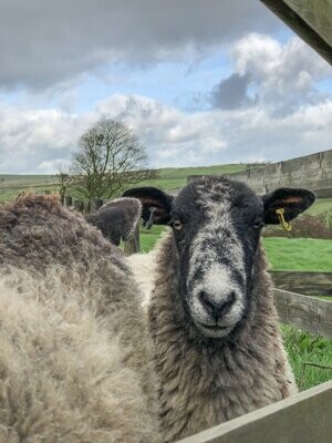 Living Rug - Martha Coming Soon...