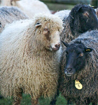 Living Rug®- Usha 2026 Coming Soon Living Rug®- Usha 2026 Coming Soon