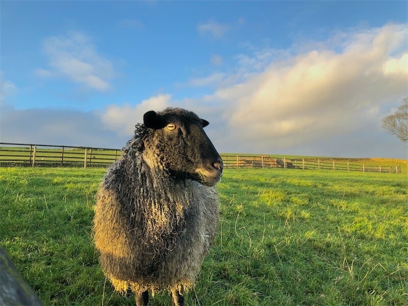 Living Fleece Rug - Theo Coming Soon...