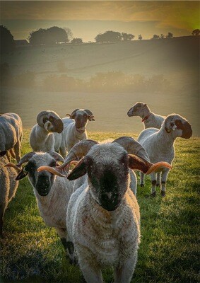 Living Felted Fleece Rug - Ziggy Coming Soon