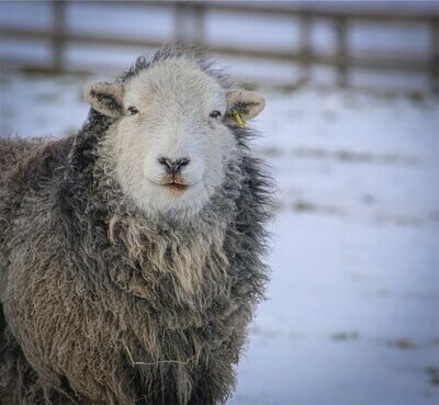Herdwick Living  Rug - Henry Coming Soon...