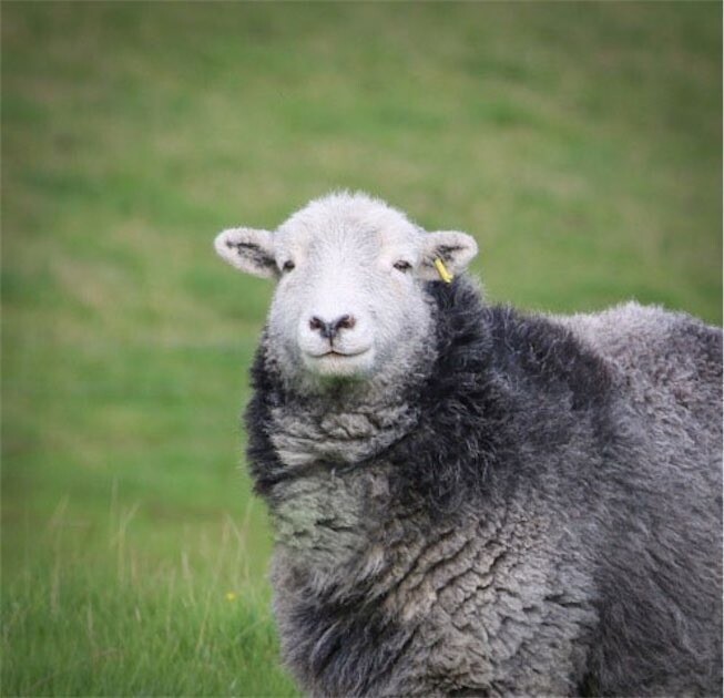 Herdwick Living  Rug - Henry 2025 SOLD