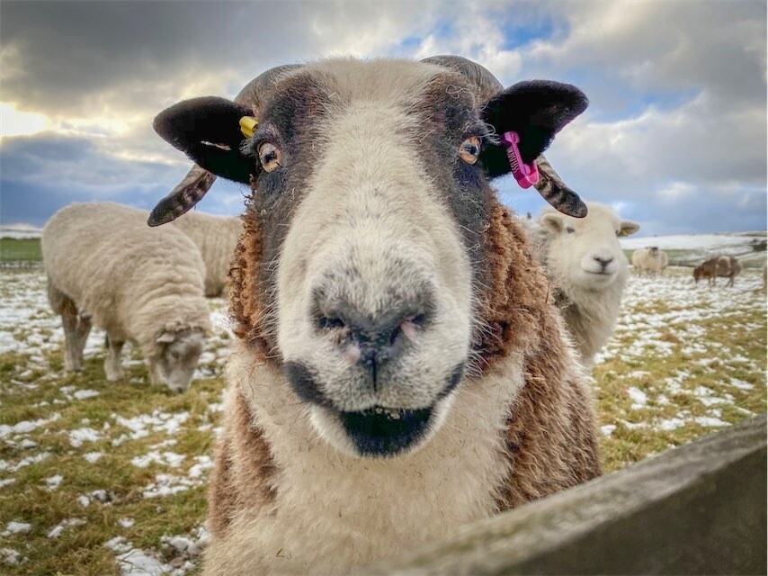 Living Jacob Sheep Rug - Jill Coming Soon...