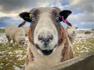 Living Rug® - Jill Coming 2026 Living Rug® - Jill Coming 2026