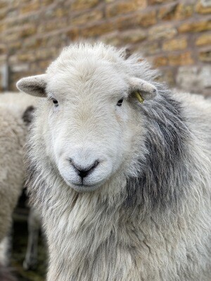 Herdwick Living Rug - Hector Coming Soon...