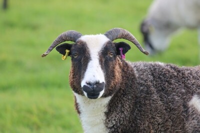 Felted Fleece Living Rug  -  Joy Coming Soon...