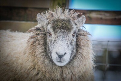 Felted Living  Rug  Jemima Coming Soon...