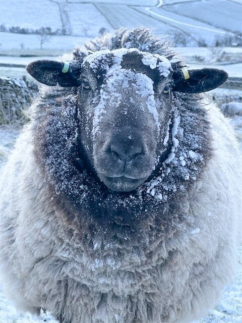 Living  Fleece Rug - No Chops Coming Soon...