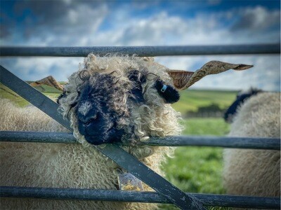 Valais Blacknose Living Rug - Odina Coming Soon...