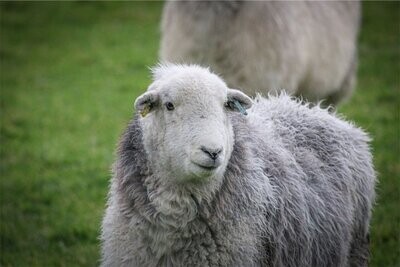 Herdwick Living Fleece Rug - Flo Coming Soon...