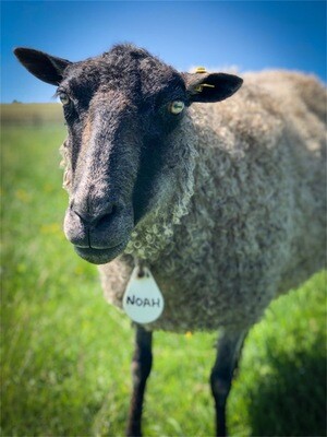 Living Gotland Seat Pad - Noah Part 1 2025 SOLD