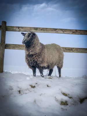 Living Felted Fleece Rug - Saul 2025 SOLD Living Felted Fleece Rug - Saul 2025 SOLD