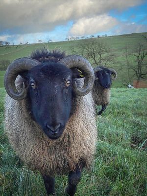 Living Rug - Jakey 2025 SOLD Living Rug - Jakey 2025 SOLD