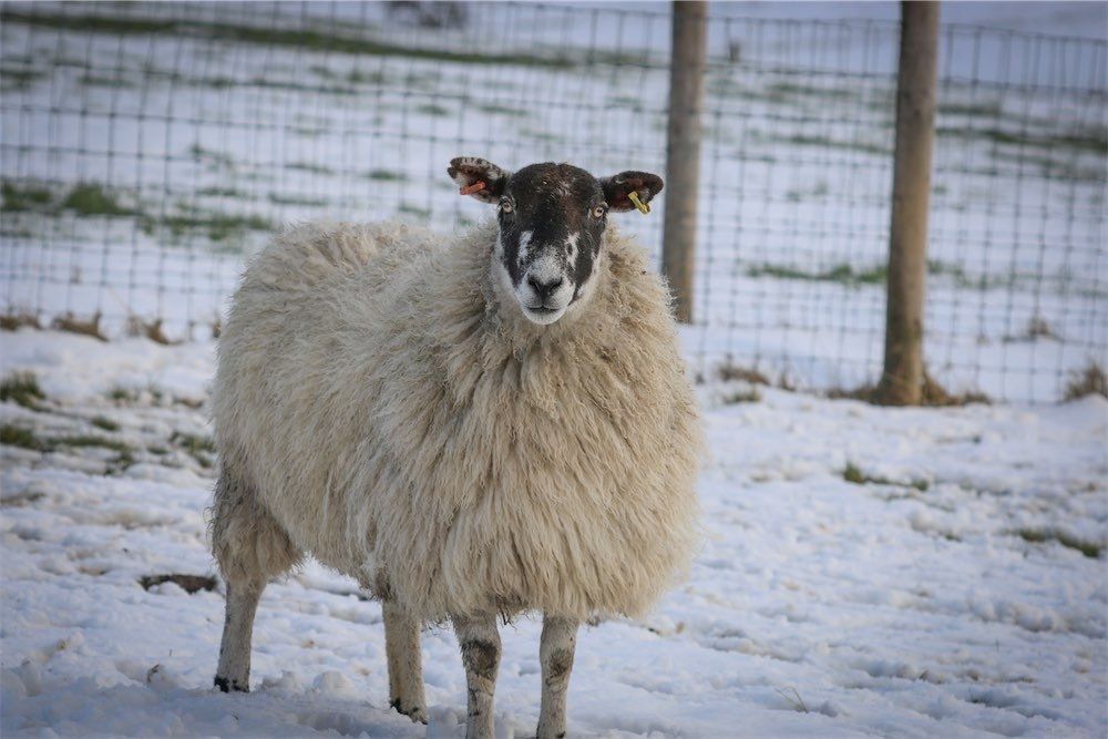 Felted  Living Sheep Rug - Marilyn Coming 2025