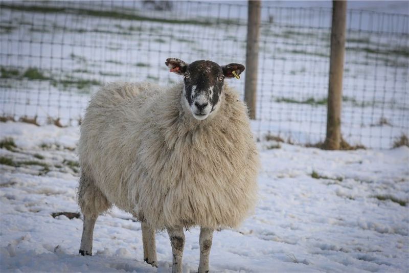 Felted  Living Sheep Rug - Marilyn Coming 2025